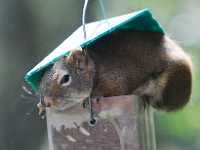 squirrel in feeder1047
